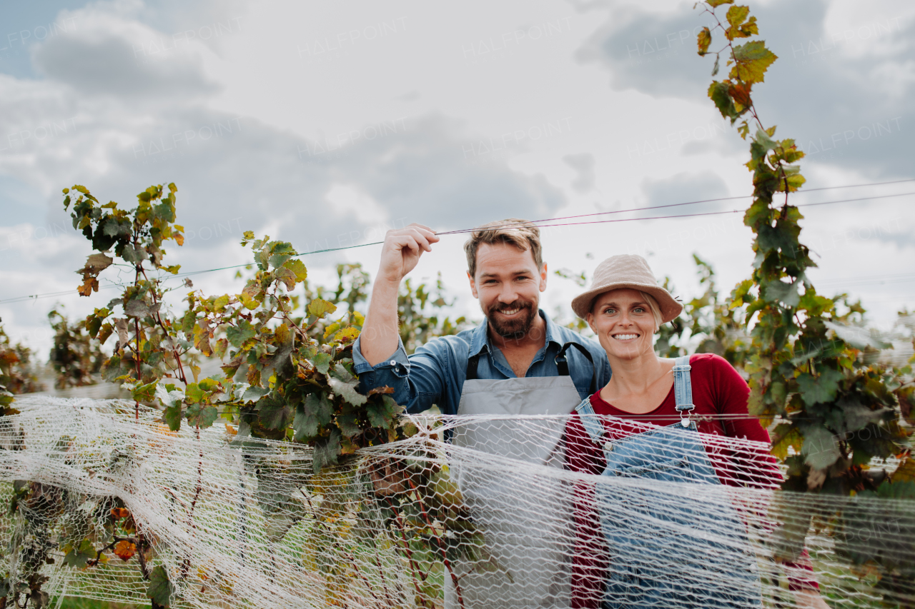 Married couple, owners of vineyard hand-picking grapes from a grapevine. Manual grape harvesting in family-run vineyard.