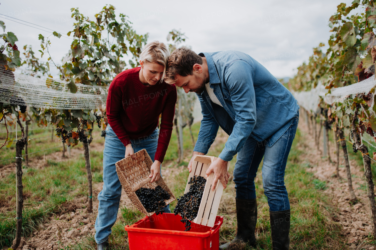 Wineyard workers holding baskets full of grapes. Manual grape harvesting in family-run vineyard