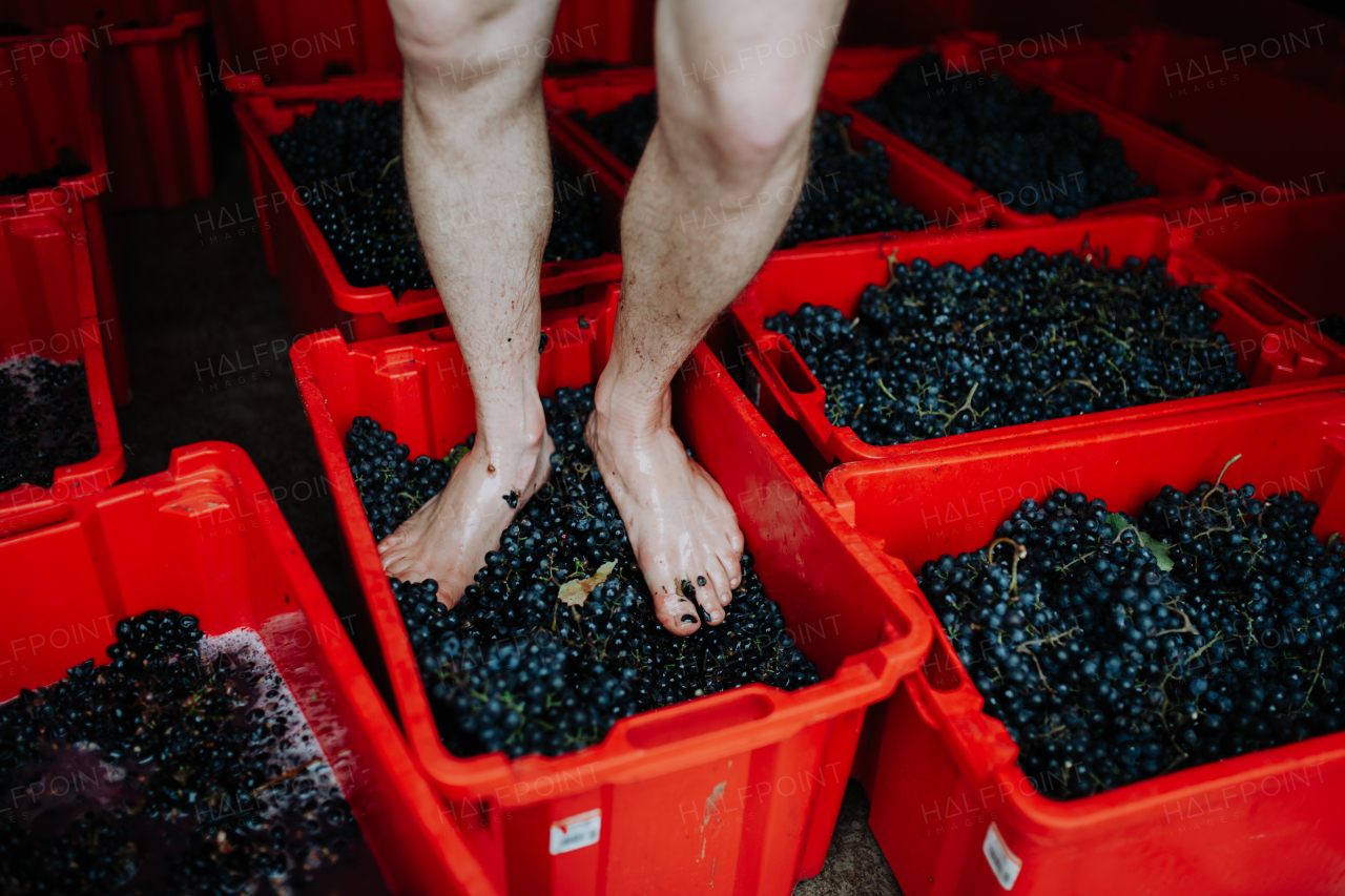 Grape stomping. Close up on crushing grapes with feet