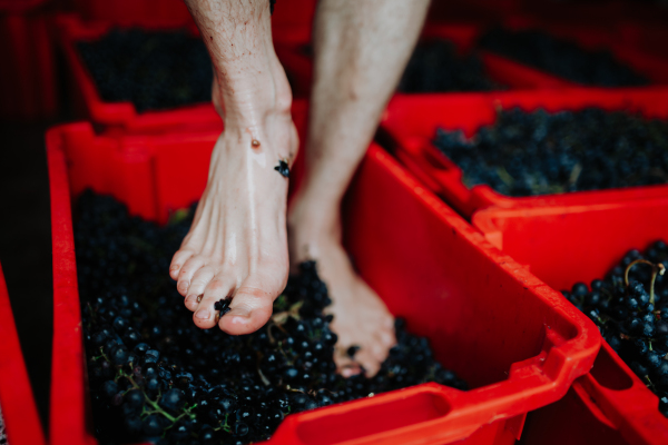 Grape stomping. Close up on crushing grapes with feet