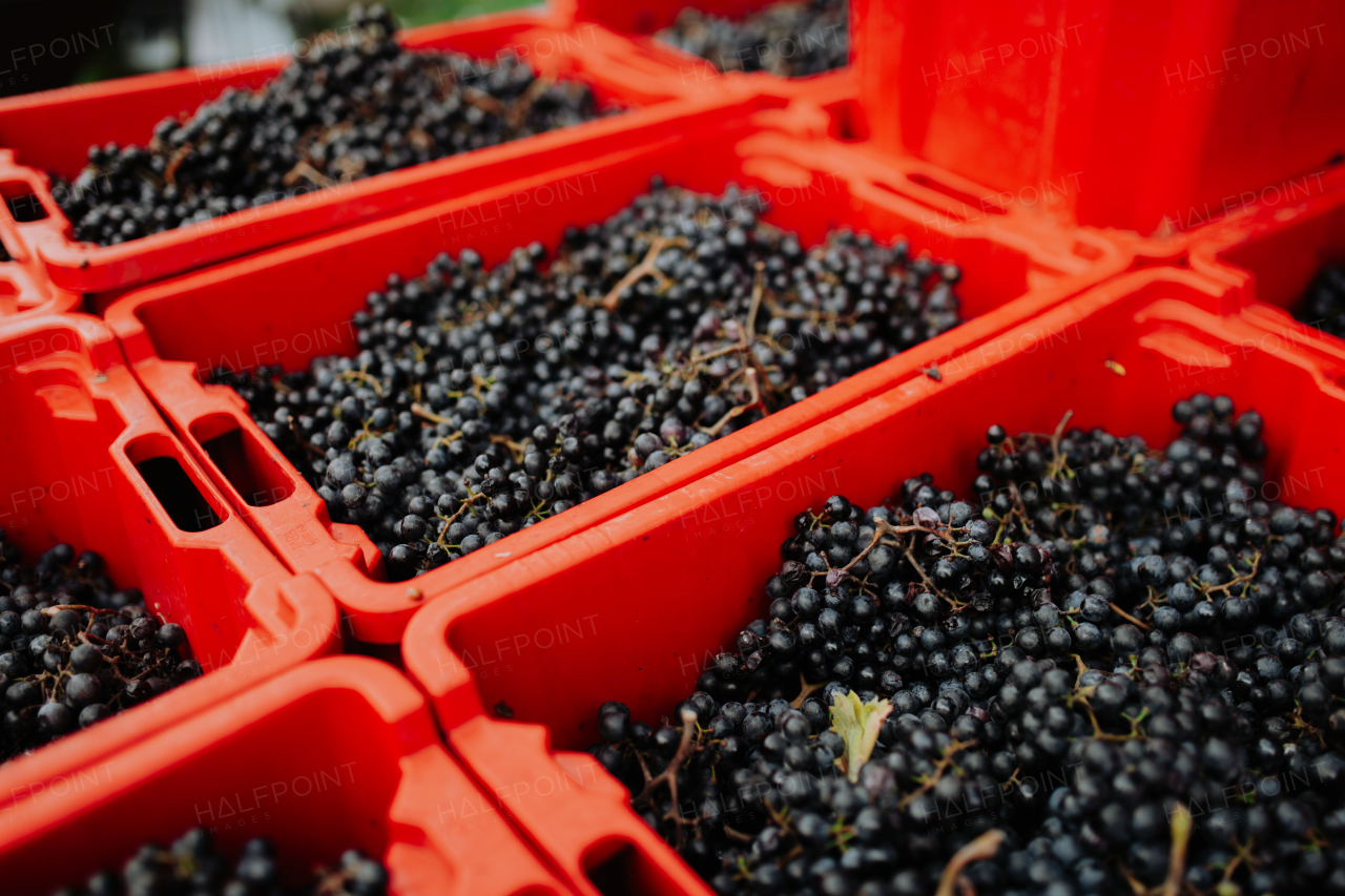 Containers full of fresh grapes from vineyard.