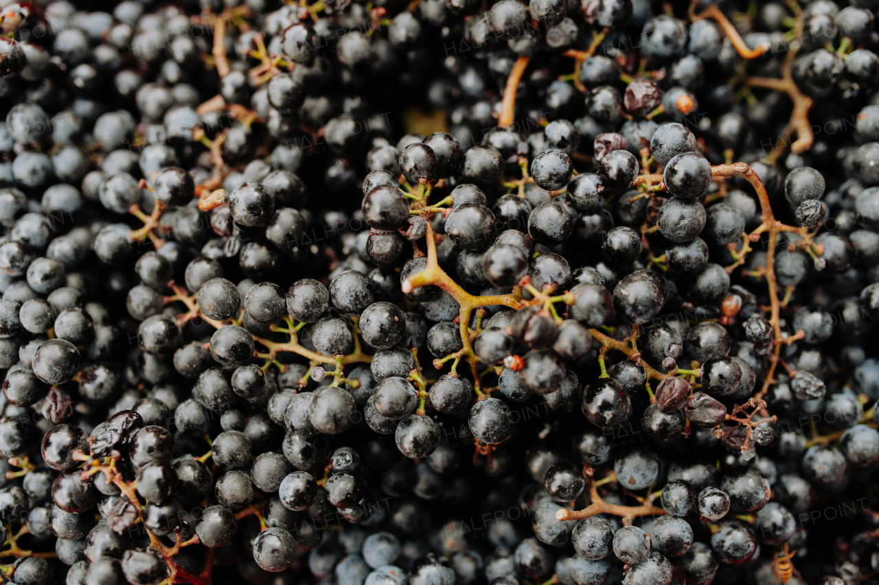 Close up of fresh grapes from vineyard.