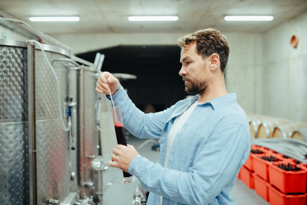 The winemaker standing in the wine cellar, controlling, testing wine sample.