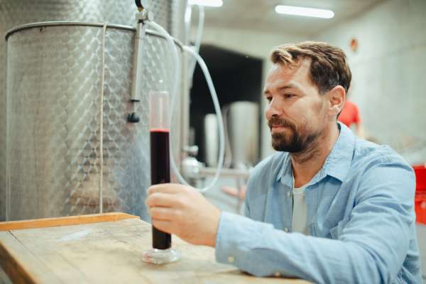 The winemaker standing in the wine cellar, controlling, testing wine sample.