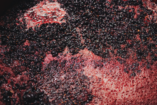 Container with crushed grapes in early stage of fermentation. Grape juice, skins and pulp. Winemaking.