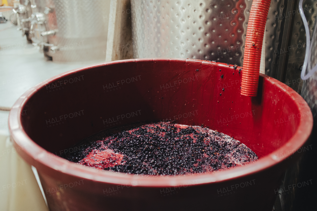 Container with crushed grapes in early stage of fermentation. Grape juice, skins and pulp. Winemaking.