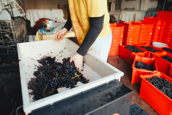 Winery worker selecting grapes before crush and press them