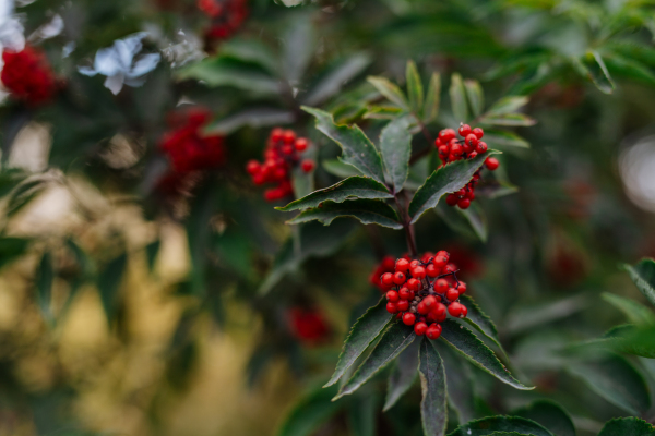 Close up of european holly plant with bright red fruits. Ilex aquifolium.