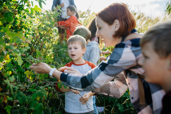 Young students learning about nature, forest ecosystem during biology field teaching class, observing wild plants, eating wild raspberries. Dedicated teachers during outdoor active education. Teachers' Day.