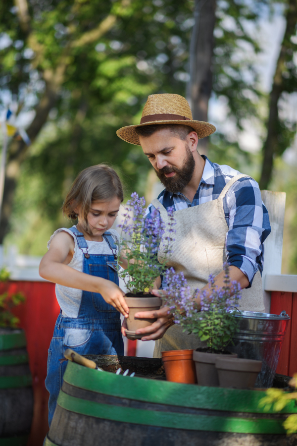 Farmer family, Father and young daughter planting lavender plant in pot at family farm. Concept of multigenerational farming.