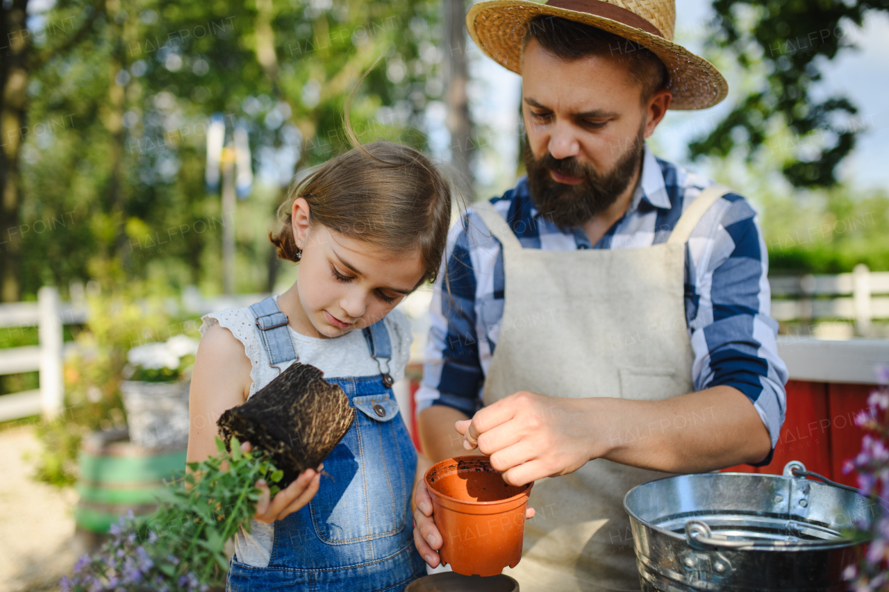 Farmer family, Father and young daughter planting lavender plant in pot at family farm. Concept of multigenerational farming.