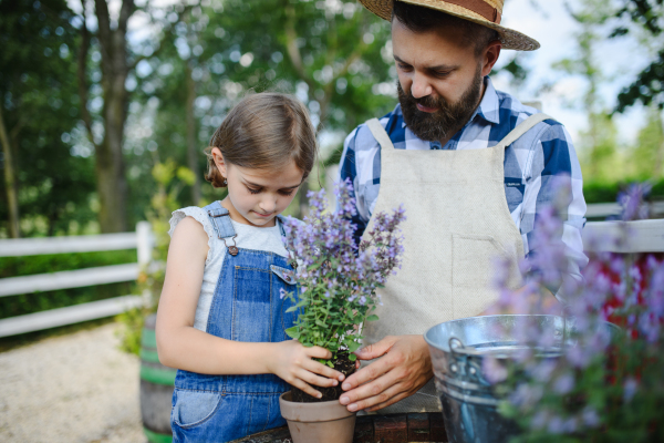 Farmer family, Father and young daughter planting lavender plant in pot at family farm. Concept of multigenerational farming.