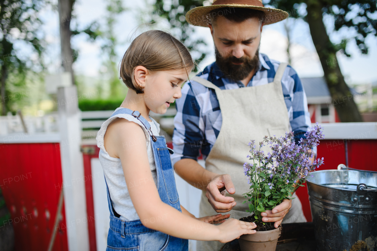 Farmer family, Father and young daughter planting lavender plant in pot at family farm. Concept of multigenerational farming.