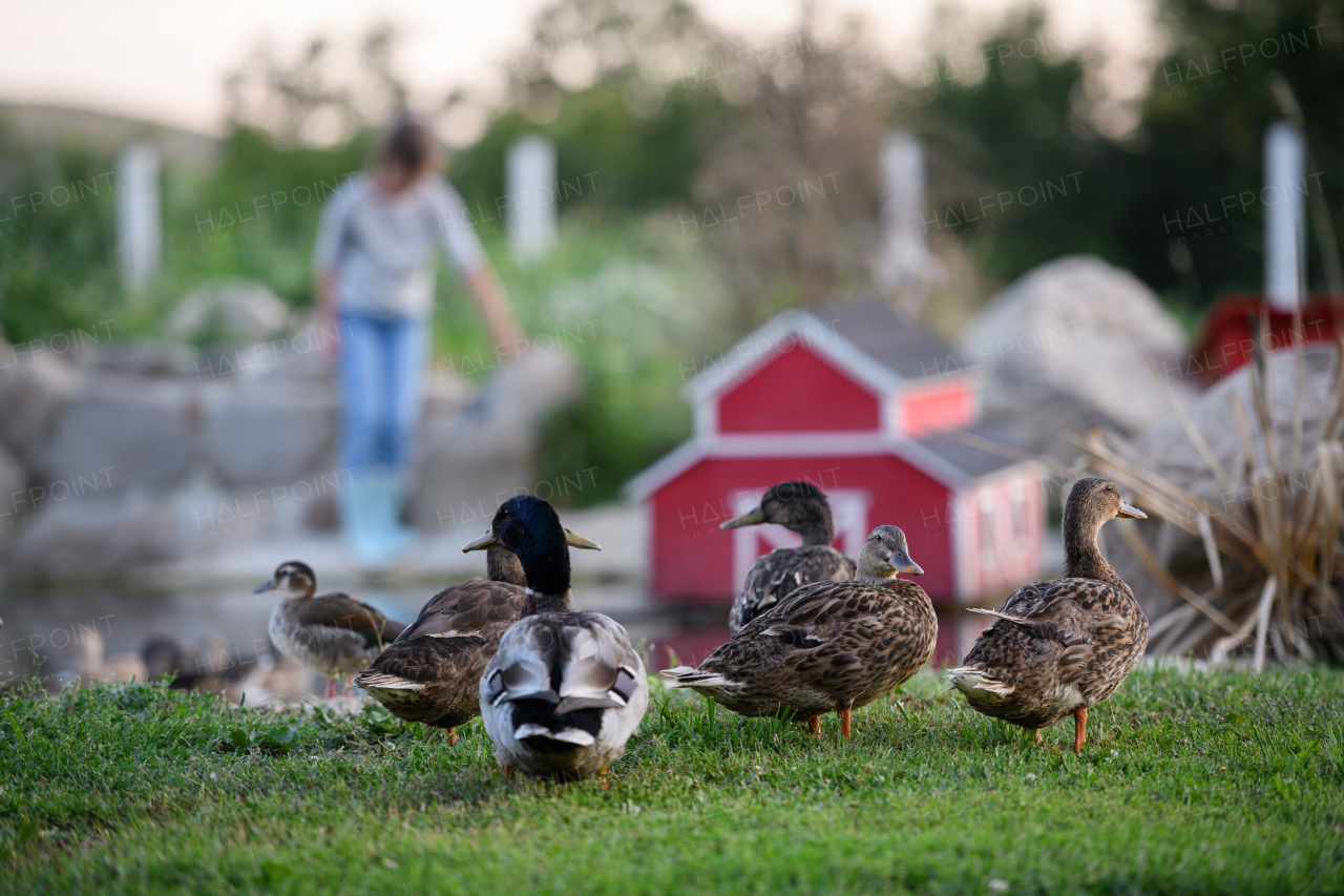 Ducks or gooses standing next to a pond on family farm.