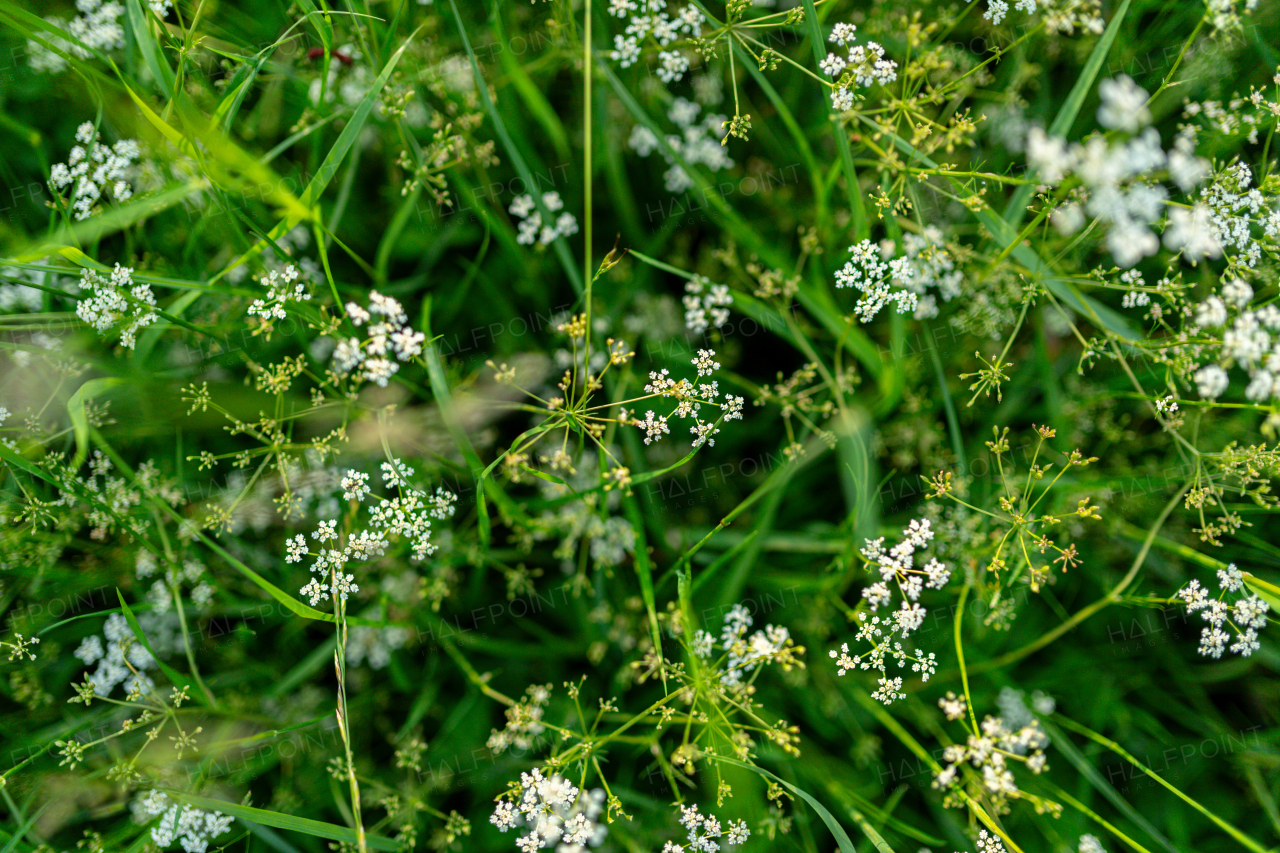 Spring flowers from forest meadow. Grass and blooming white flowers. Nature and tranquility. Wild chamomile.