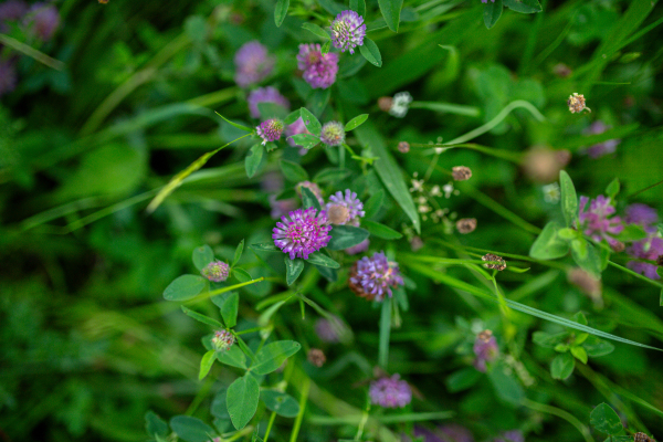 Purple clover flowers in the middle of meadow. Beauty in the nature.