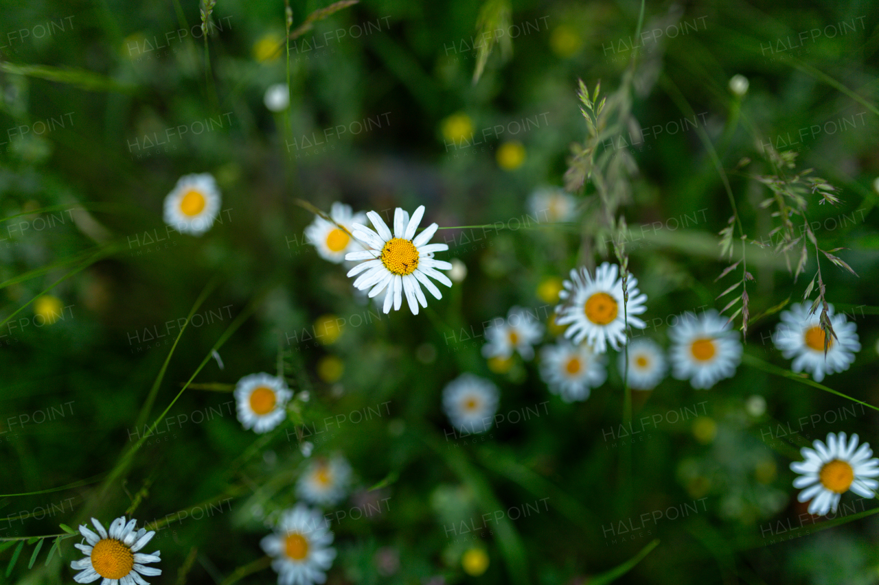 Spring daisy from forest meadow. Grass and blooming white flowers. Nature and tranquility. Wild chamomile.