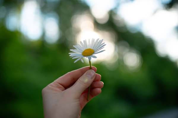 Spring daisy from forest meadow. Female hand holding blooming white flower. Nature and tranquility. Wild chamomile.