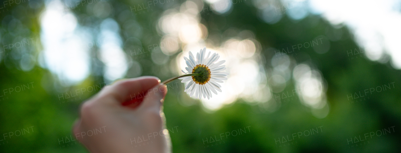 Spring daisy from forest meadow. Female hand holding blooming white flower. Nature and tranquility. Wild chamomile. Banner with copyspace.