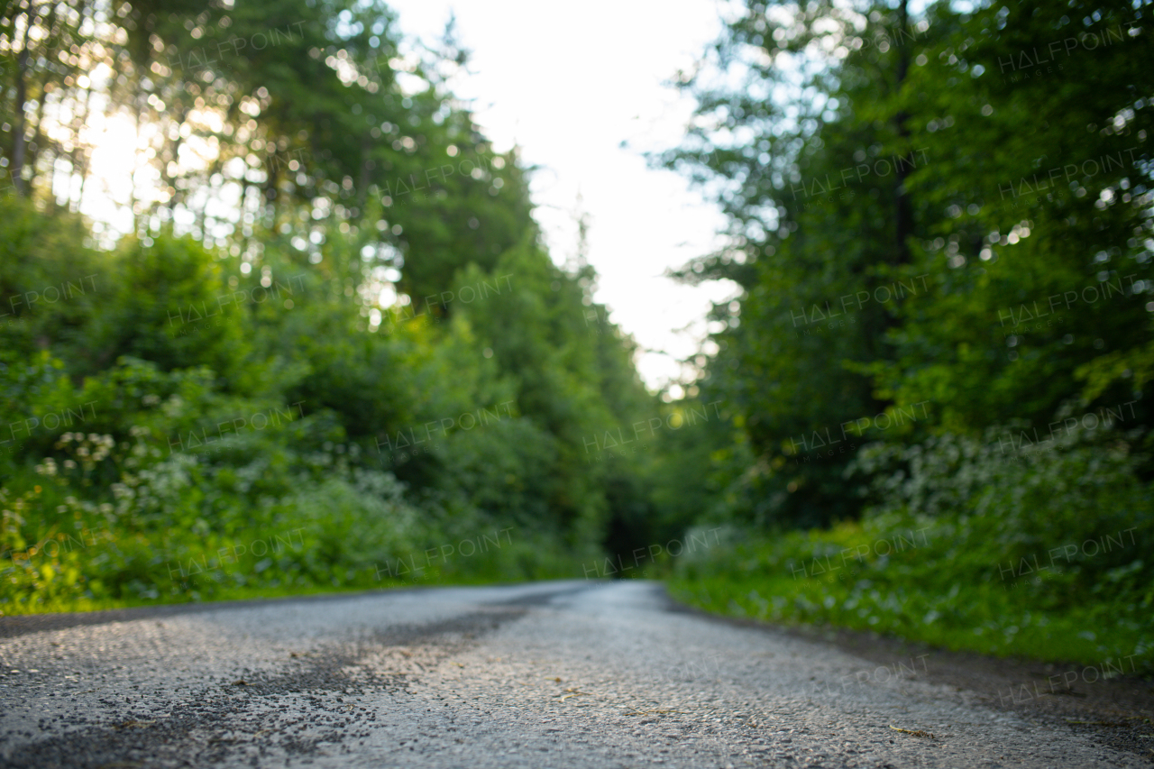 Road in the middle of green forest.