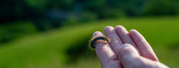 Caterpillar on finger, standing in summer nature. Banner with copy space.