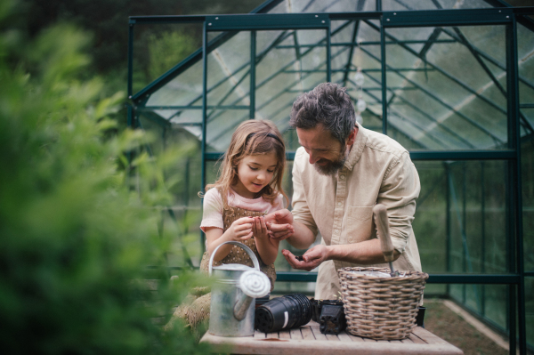 Fater and girl working together in garden, planting seedlings, spending time togeter, have a shared hobby. Fatherhood and Father's Day concept.