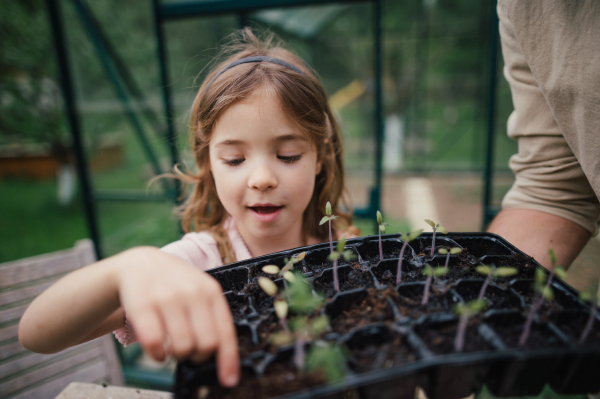 Fater and girl working together in garden, planting seedlings, spending time togeter, have a shared hobby. Fatherhood and Father's Day concept.