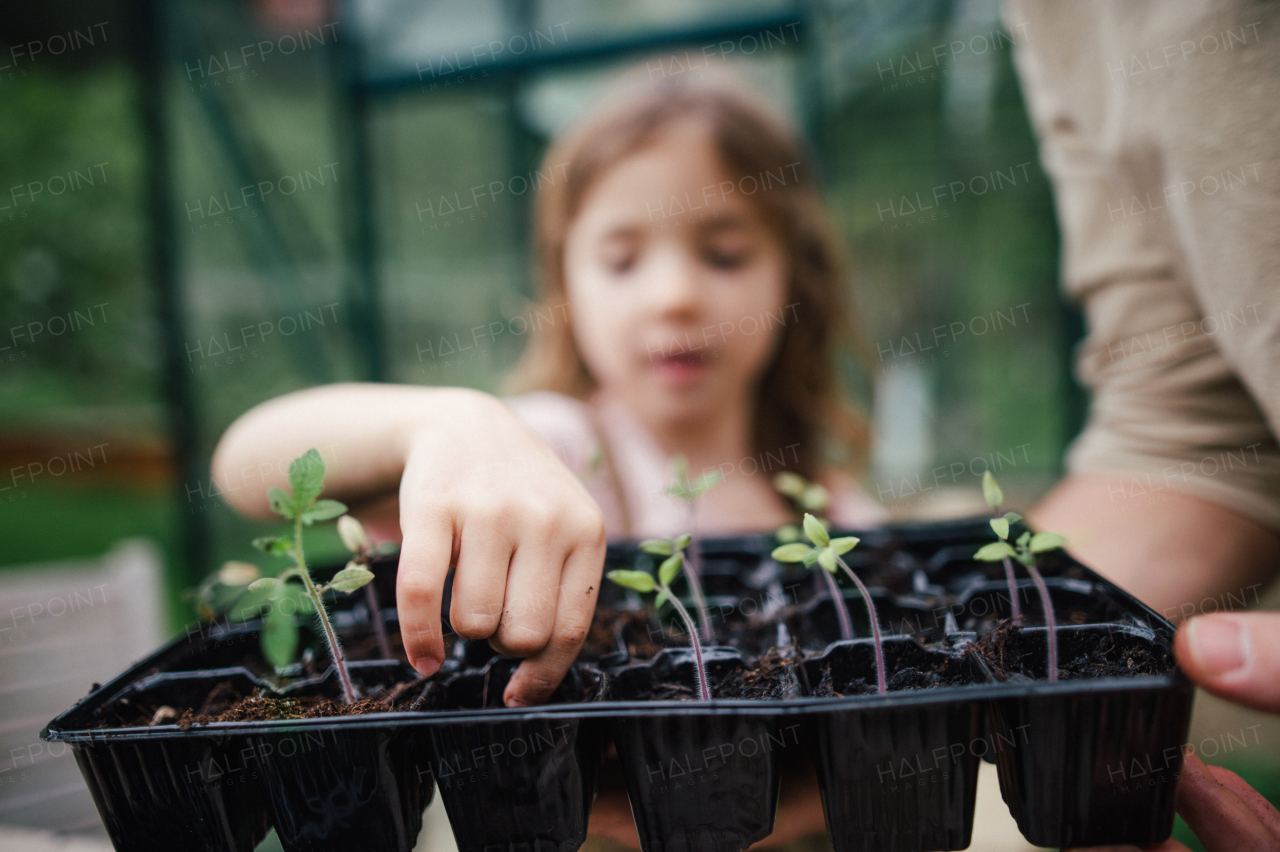 Fater and girl working together in garden, planting seedlings, spending time togeter, have a shared hobby. Fatherhood and Father's Day concept.