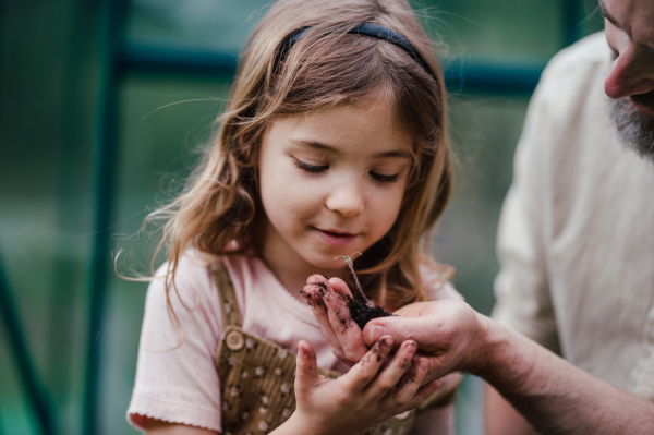 Fater and girl with seedling in palm, working together in garden, planting seedlings, spending time togeter, have a shared hobby. Fatherhood and Father's Day concept.