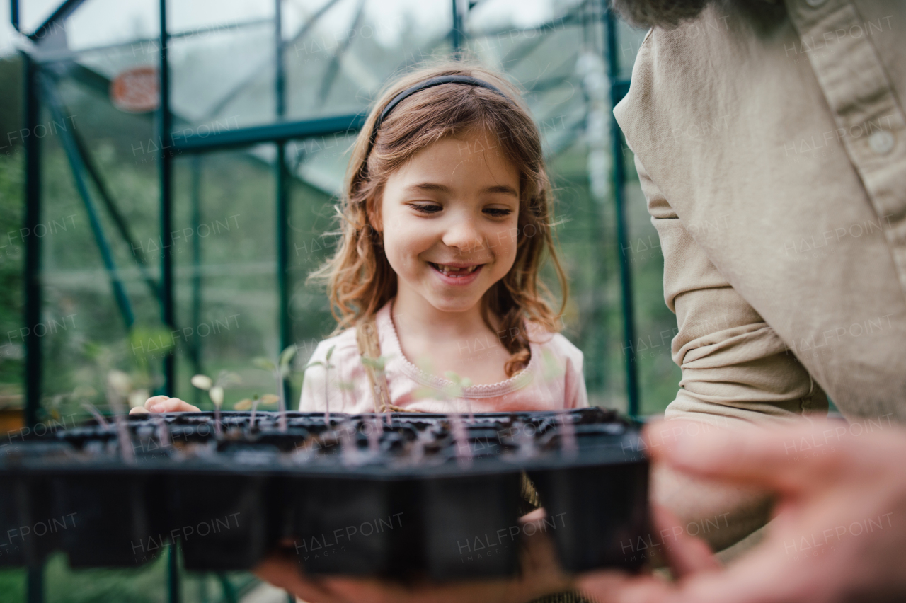 Fater and girl working together in garden, planting seedlings, spending time togeter, have a shared hobby. Fatherhood and Father's Day concept.