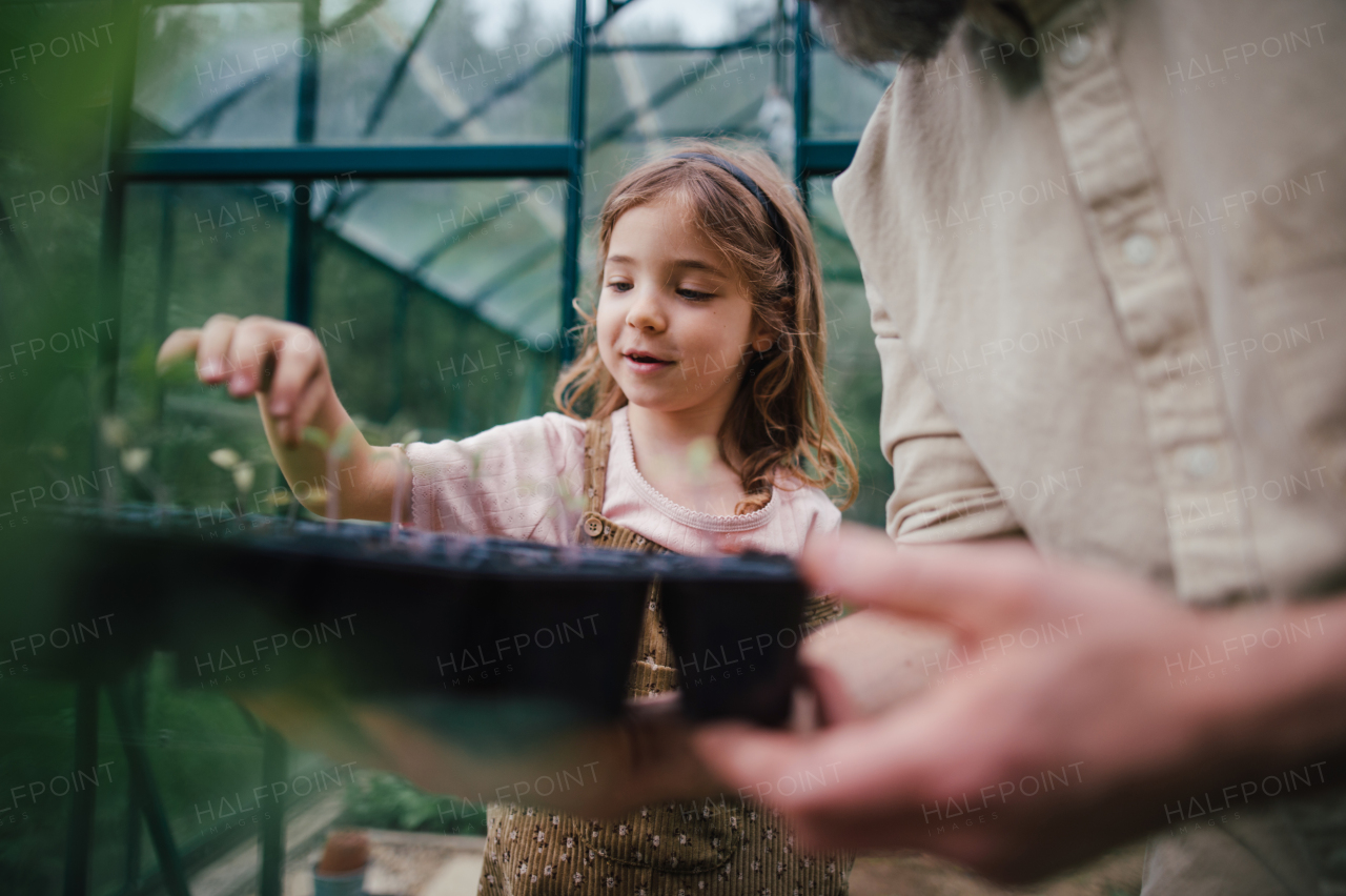 Fater and girl working together in garden, planting seedlings, spending time togeter, have a shared hobby. Fatherhood and Father's Day concept.