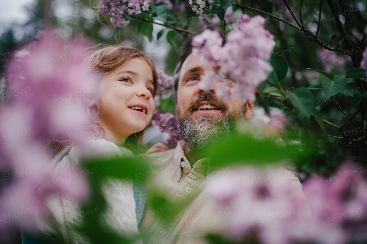 Dad embracing young daughter, carry her, looking at blooming flowers on tree, walking in spring nature. Fatherhood and Father's Day concept.