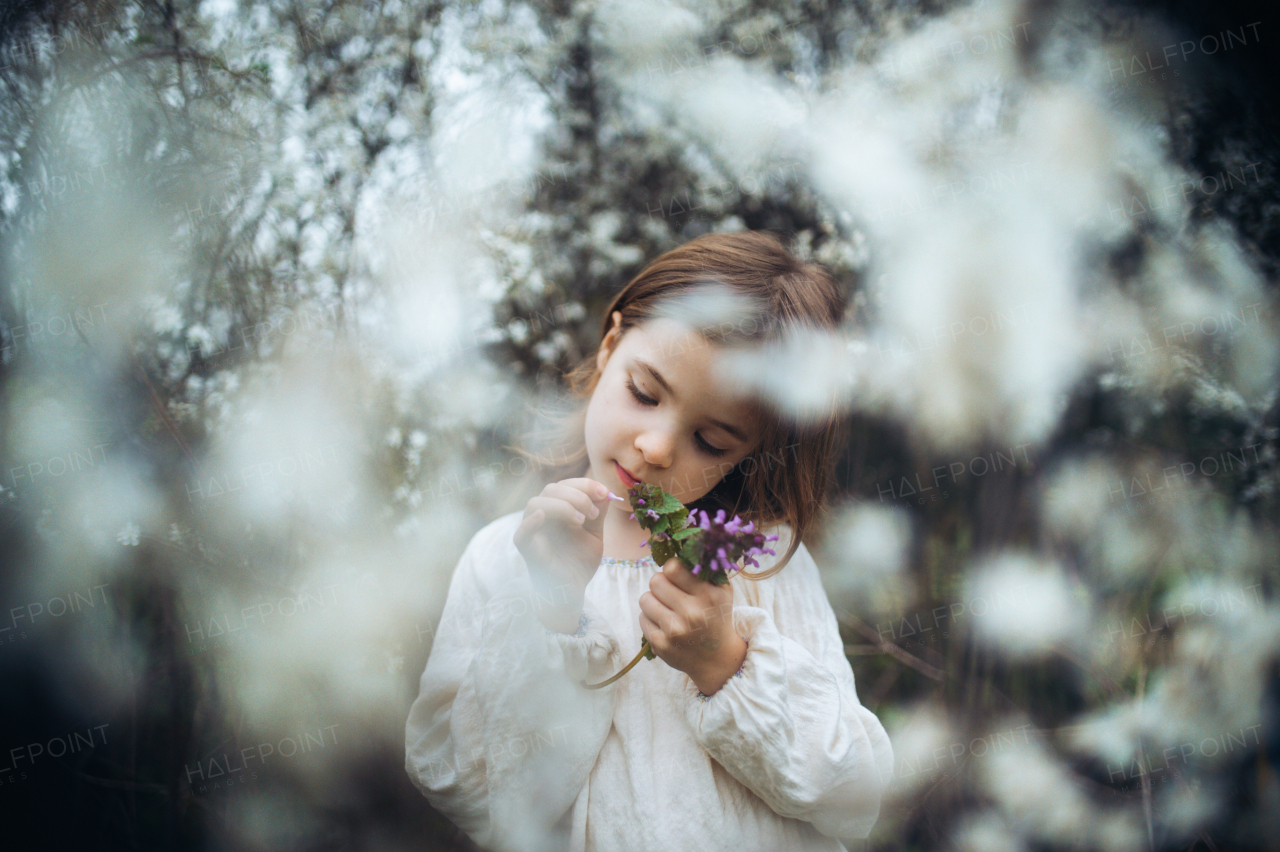 Beautiful young girl in the middle of white blooming flower, trees in orchard. Young girl spending time outdoors in nature, springtime, summertime.