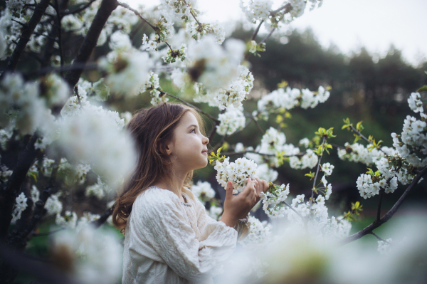 Beautiful young girl in the middle of white blooming flower, trees in orchard. Young girl spending time outdoors in nature, springtime, summertime.