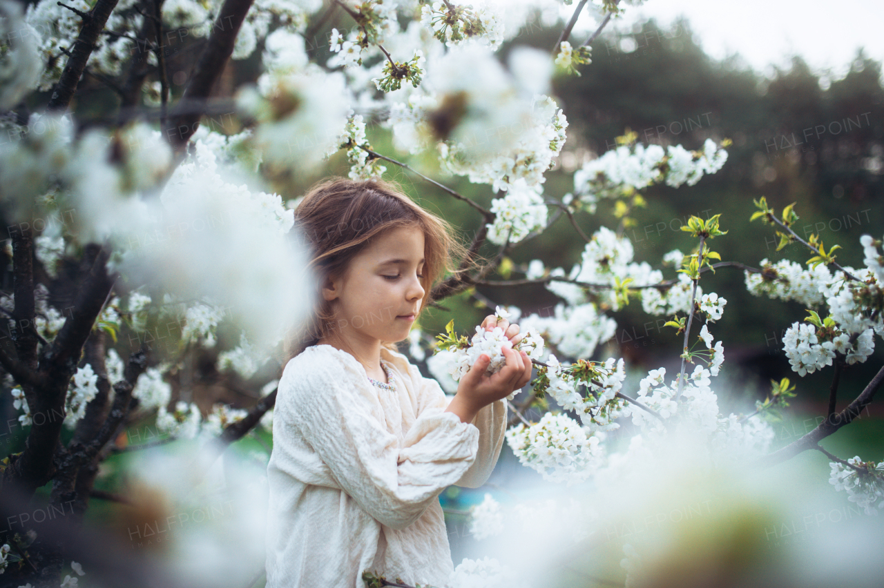 Beautiful young girl holding flowers in her palms, standing in the middle of blooming spring trees. Concept of springtime in nature.