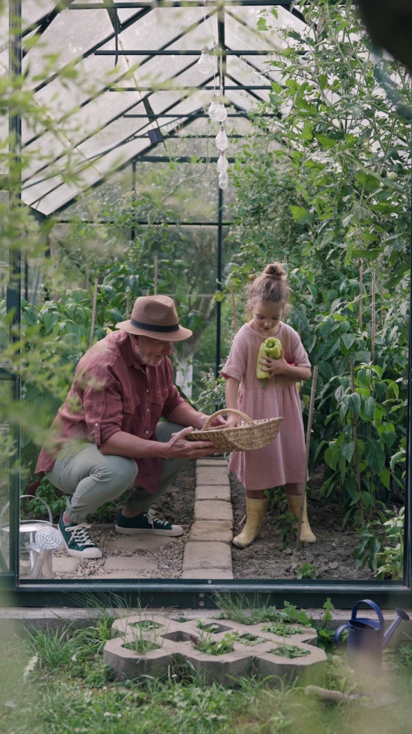 A grandfather and granddaughter are working in the greenhouse, harvesting ripe vegetables, peppers.