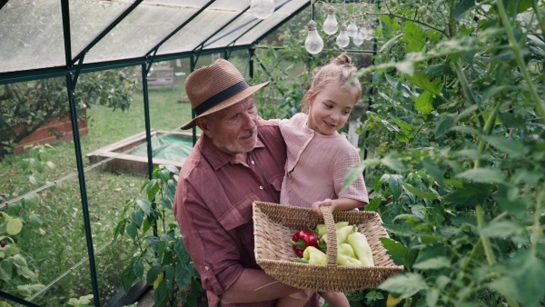 Grandfather and granddaughter are working in the greenhouse, harvesting ripe vegetables, peppers.