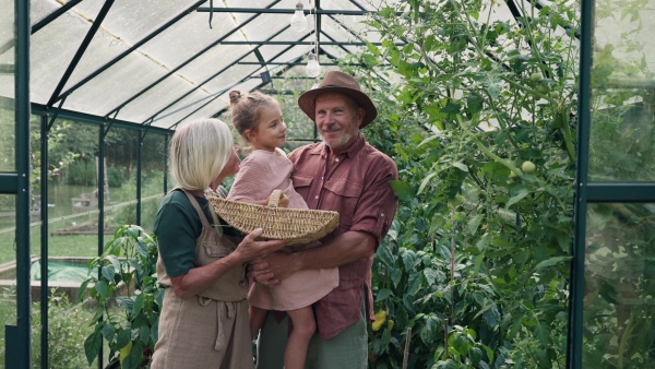 Grandfather and granddaughter are working in the greenhouse, harvesting ripe vegetables, peppers.