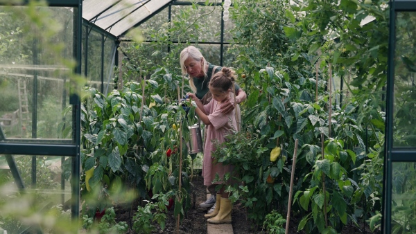 A young girl helping grandmother work in greenhouse, watering vegetable plants with small blue watering can.