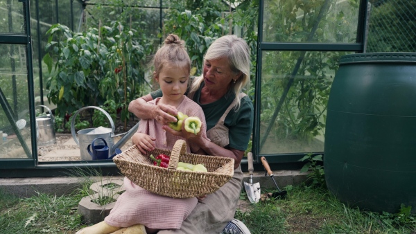 Grandmother and granddaughter are working in the greenhouse, harvesting ripe vegetables, peppers.