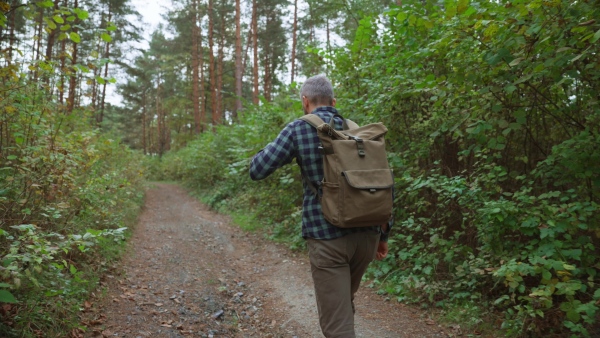 Handsome mature man hiking and enjoying peaceful atmosphere of the forest, forestbathing.