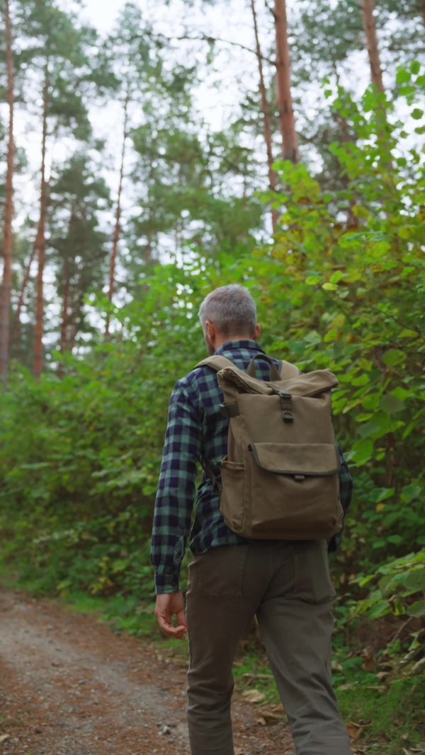 Handsome mature man hiking and enjoying peaceful atmosphere of the forest, forestbathing.