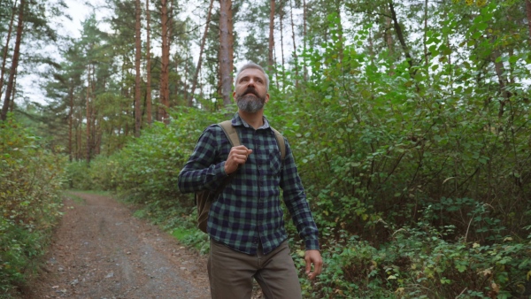 Handsome mature man hiking and enjoying peaceful atmosphere of the forest, forestbathing.