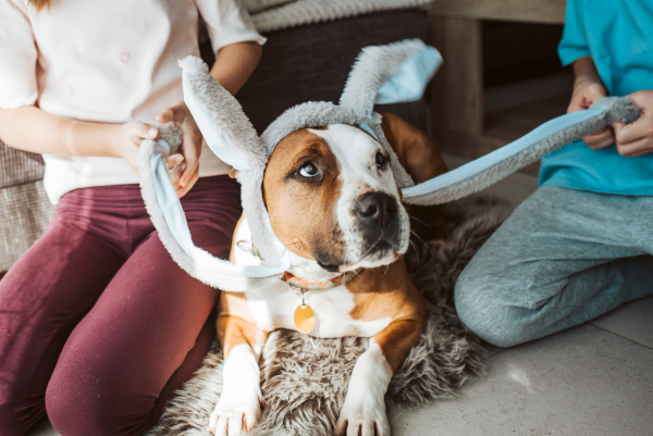 Cute dog wearing bunny ear headband. Family easter holiday concept.