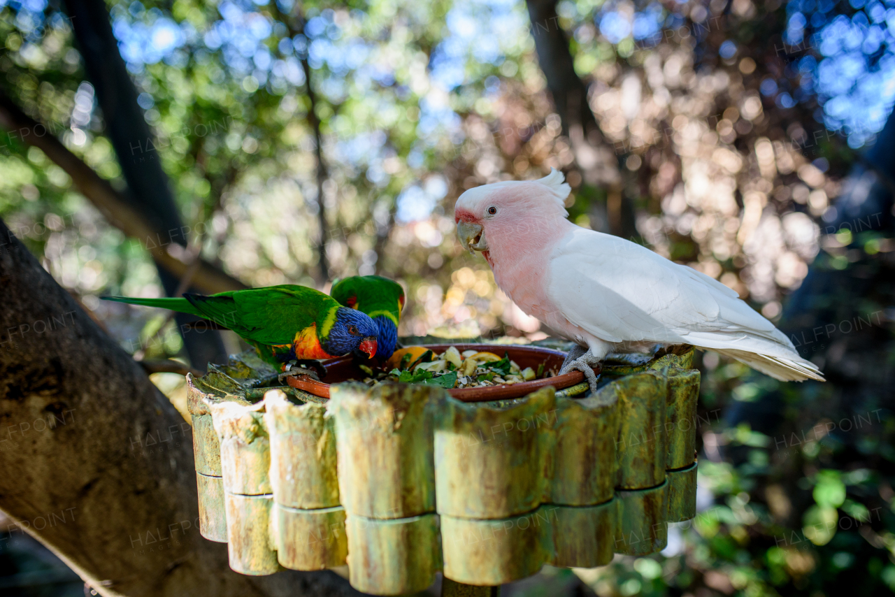 Colorful lorikeets and pink cockatoo gathered around a feeding dish.