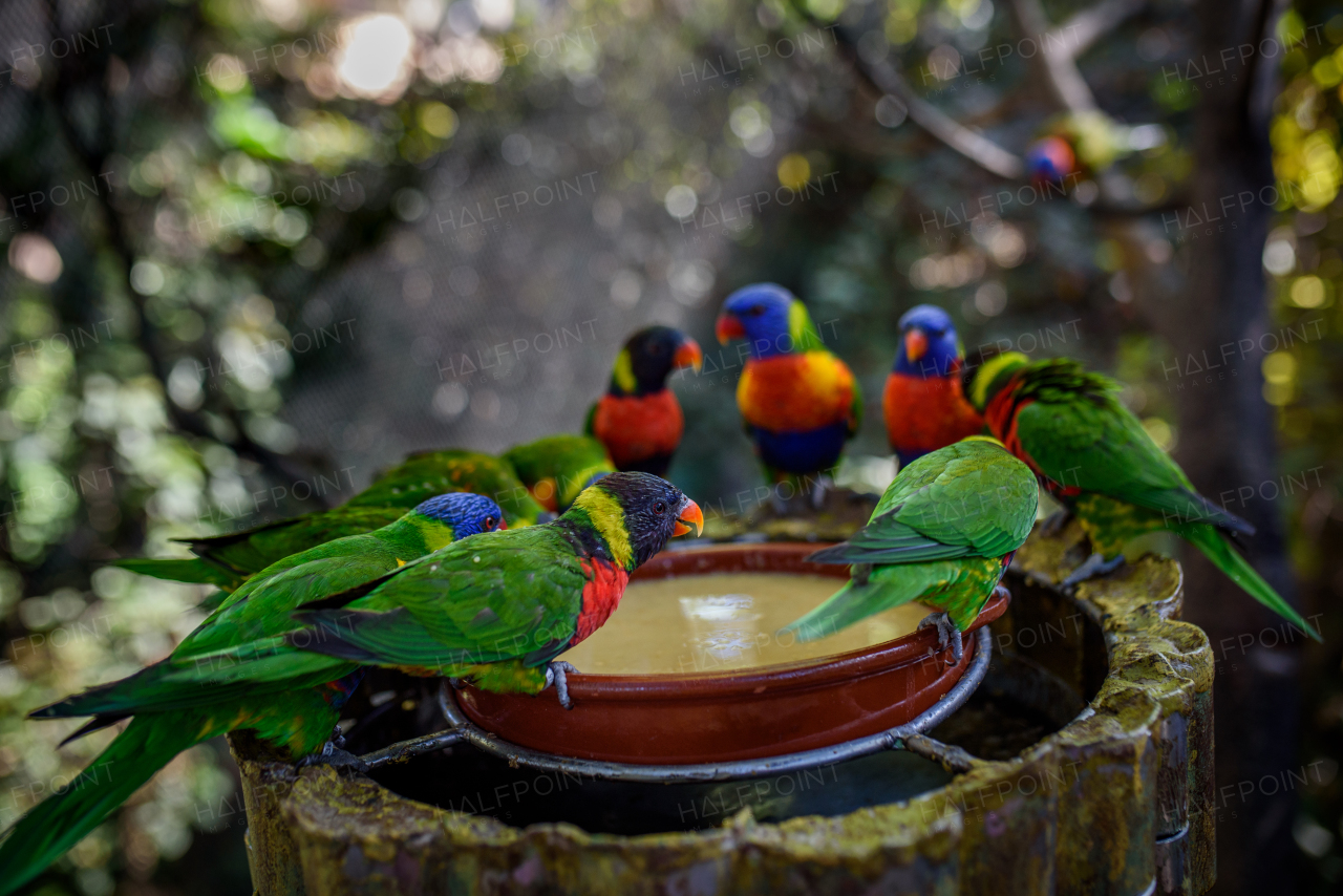 Colorful lorikeets gathered around a feeding dish.