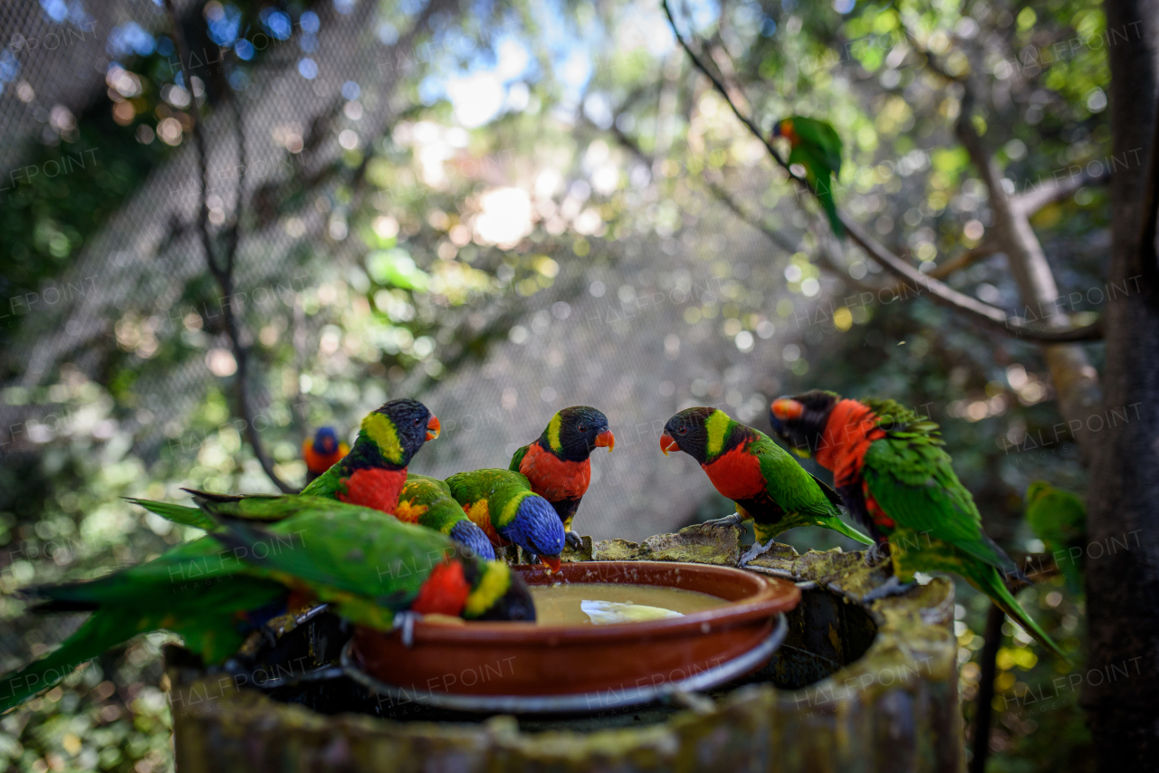 Colorful lorikeets gathered around a feeding dish.