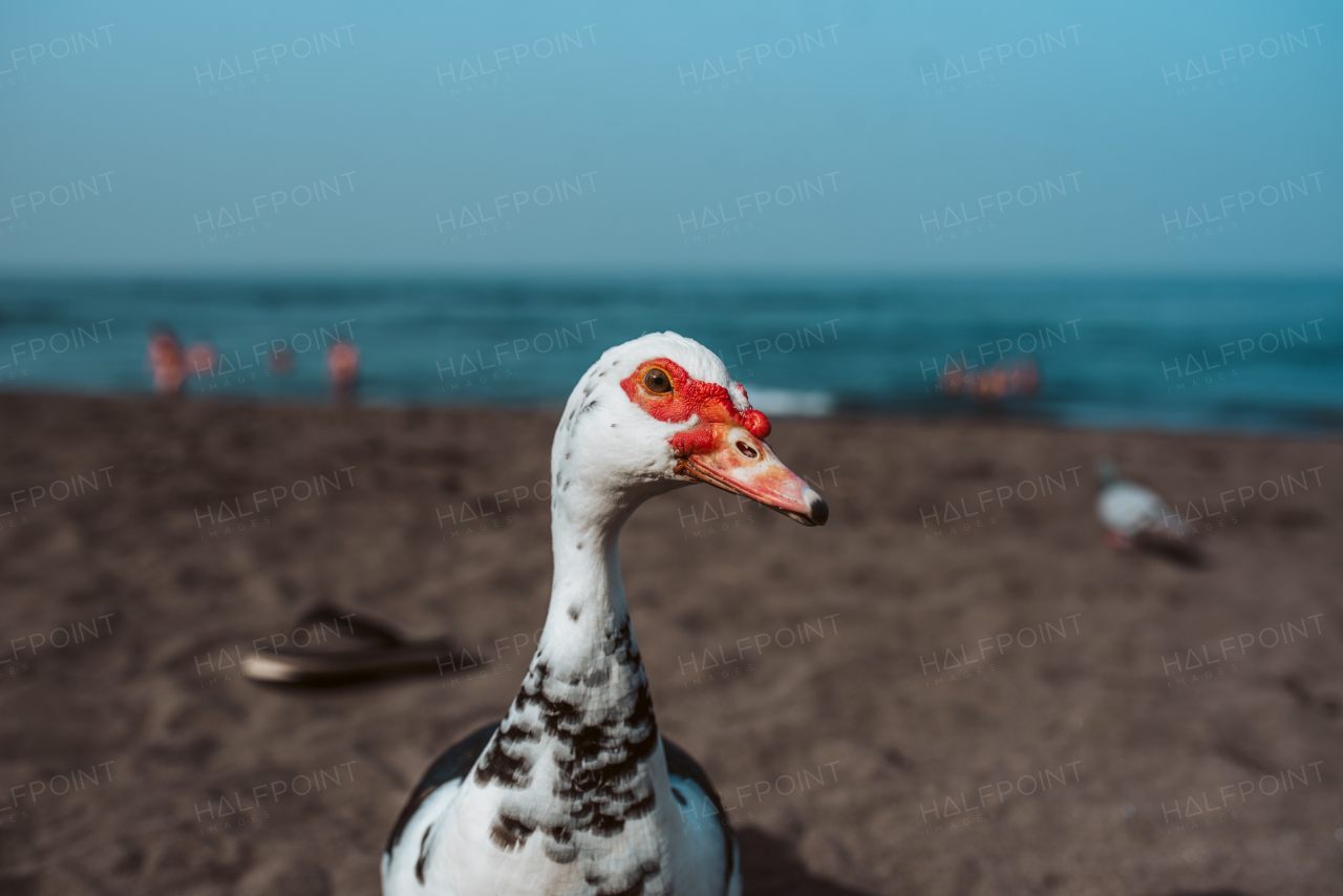 Wild goose on the beach with tourists