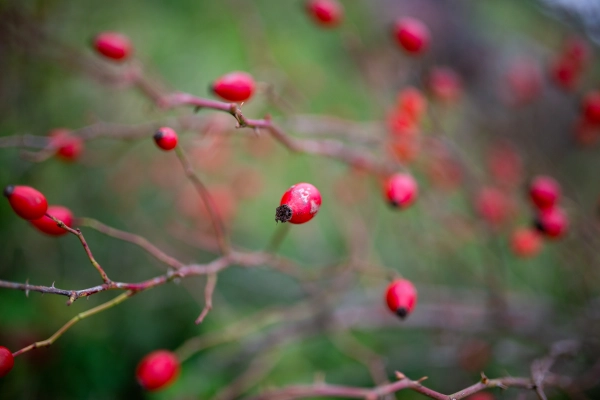 Bright red rosehips on wild thorny branches.