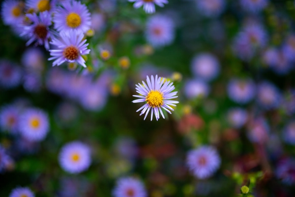 Purple aster flower in autumn bloom.